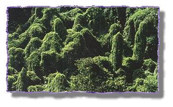 00303.JPG (28267 bytes)
