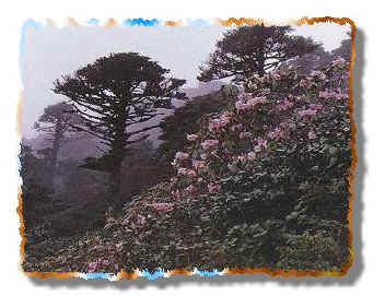 shan2.jpg (29087 bytes)